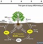 Cây Trồng Hấp Thụ Nitrogen Trong Đất Dưới Dạng Nào